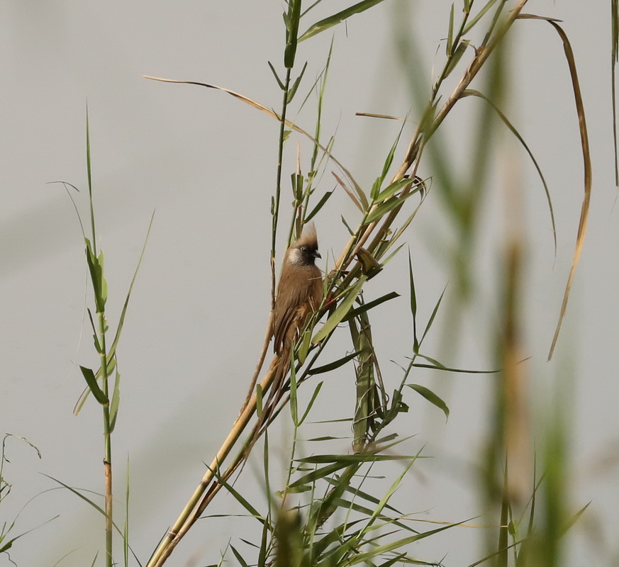 Colius striatus Speckled mousebird AX9I2083