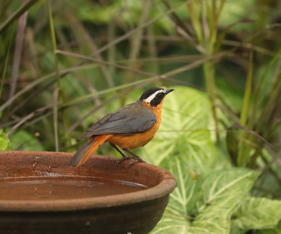 Cossypha heuglin White-browed robin-chat AX9I1379