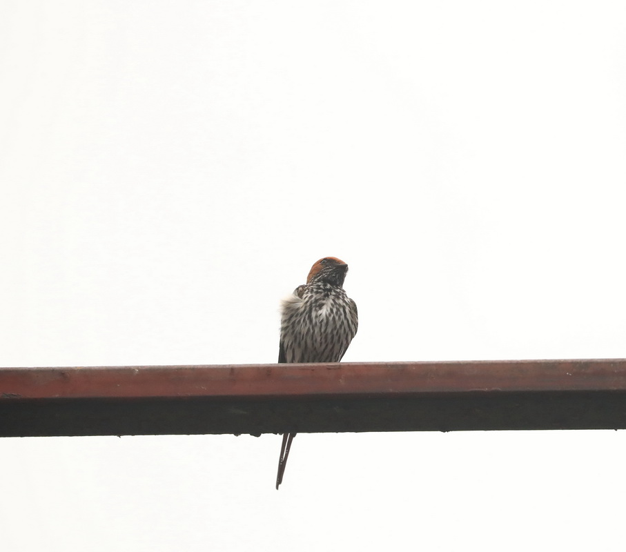 Hirundo abyssinica Lesser Striped Swallow AX9I2130