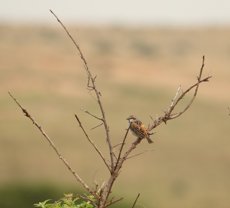 Passer rufocinctus Rufous Sparrow AX9I2657