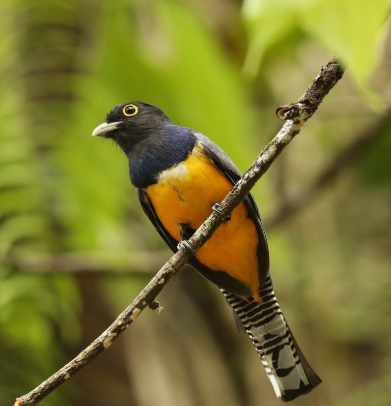 » Trogon violaceus (Violaceous trogan)