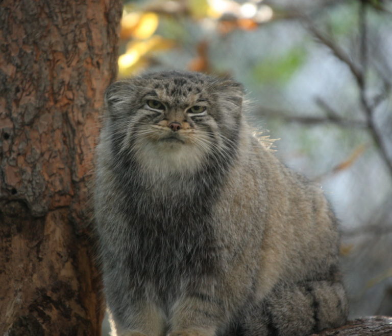 » Otocolobus manul (Pallas’s Cat)