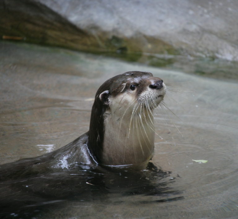 » Aonyx capensis (African clawless otter)