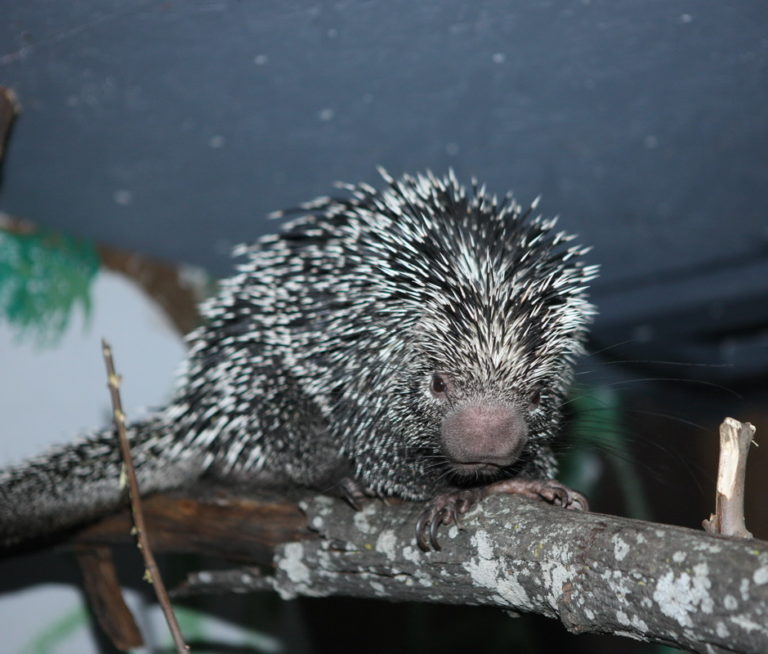 » Coendou prehensilis (Brazilian Porcupine)