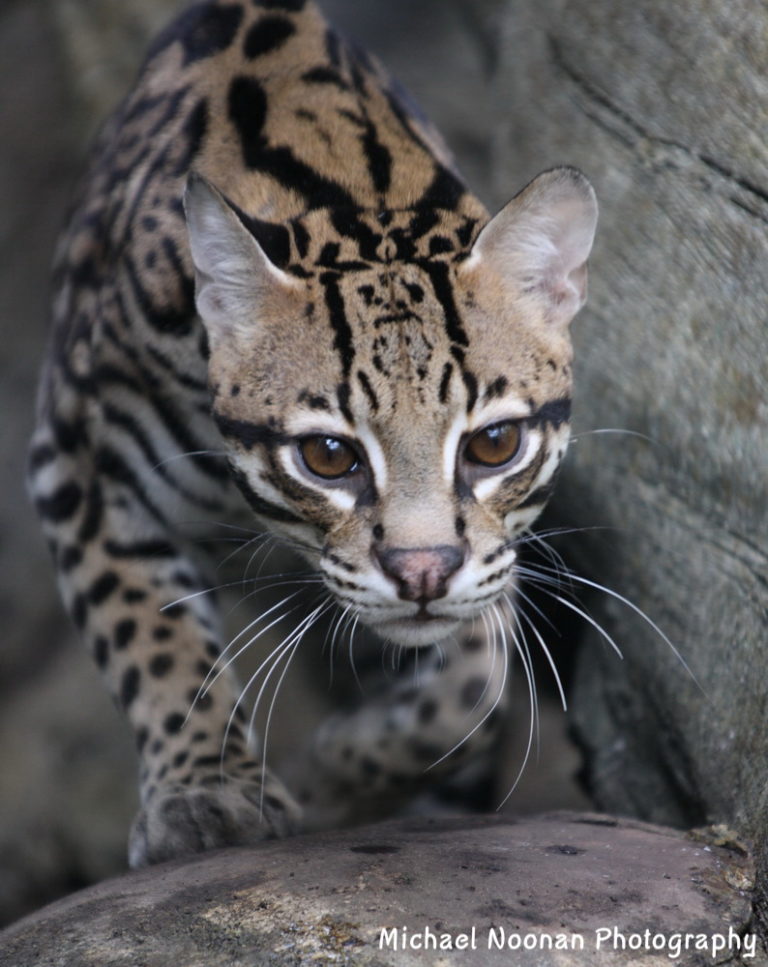 » Ocelots