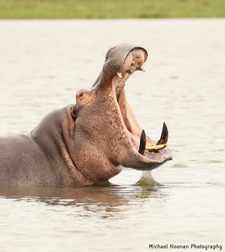 » Hippos