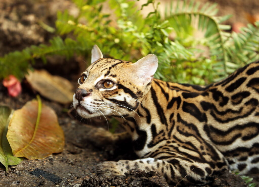 » Ocelots